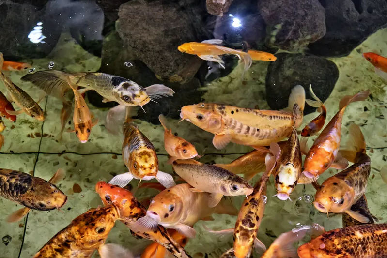 Koi moving through a shallow pool